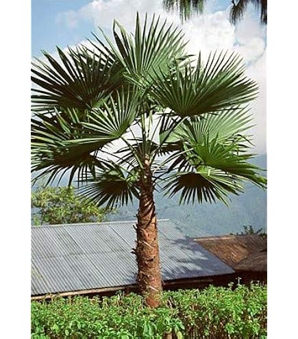 Amazon｜【観葉植物／種子】Washingtonia Robusta ワシントンヤシ